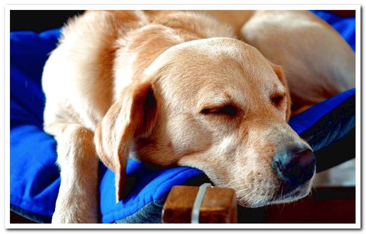 dog-resting-in-his-bed