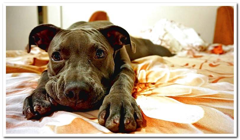 dog-resting-in-his-bed