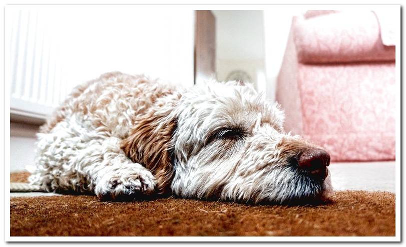 dog-resting-on-the-carpet