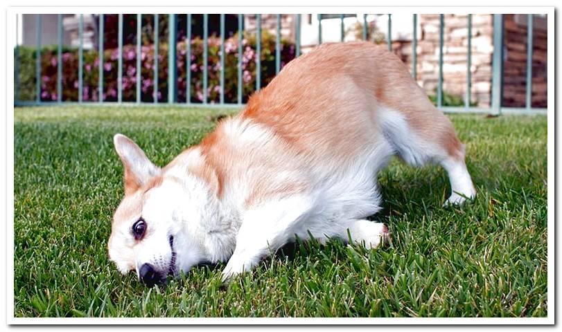 dog-rubbing-his-muzzle-against-the-ground