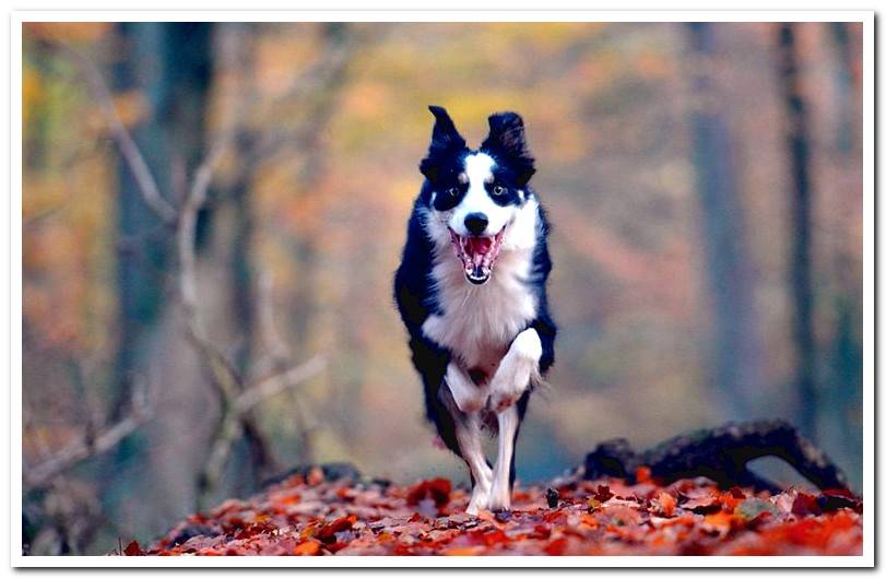 dog-running-and-drooling