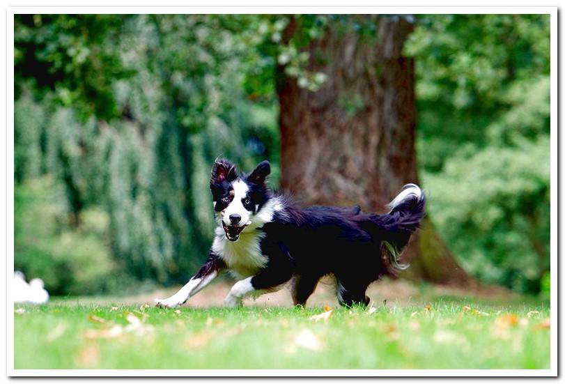 dog-running-in-the-garden