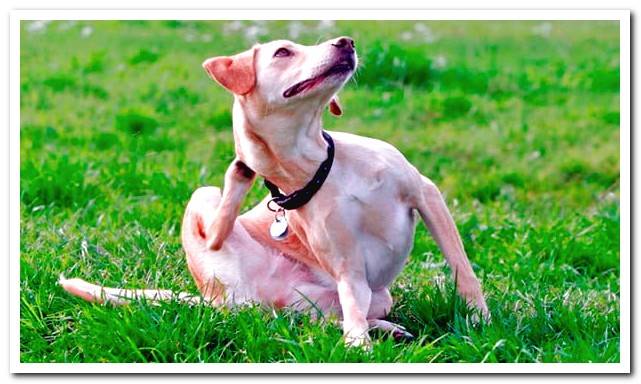 dog scratching his neck with his paw