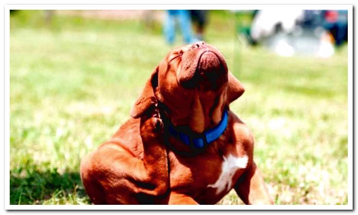 dog-scratching-his-ear-for-itch