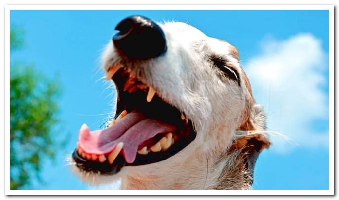 dog teeth and gums