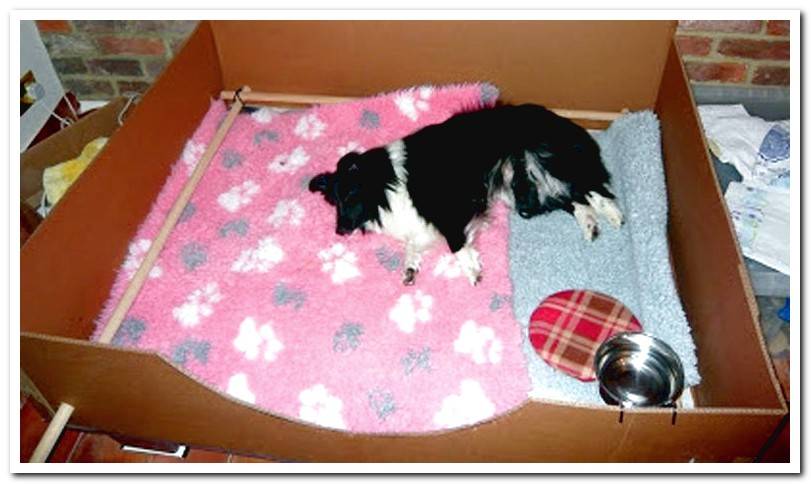 dog-sleeping-in-cardboard-bed