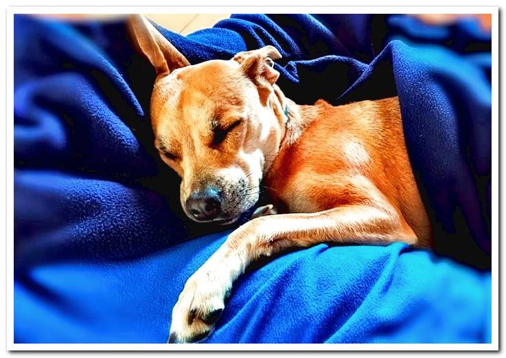 dog-sleeping-on-a-blanket