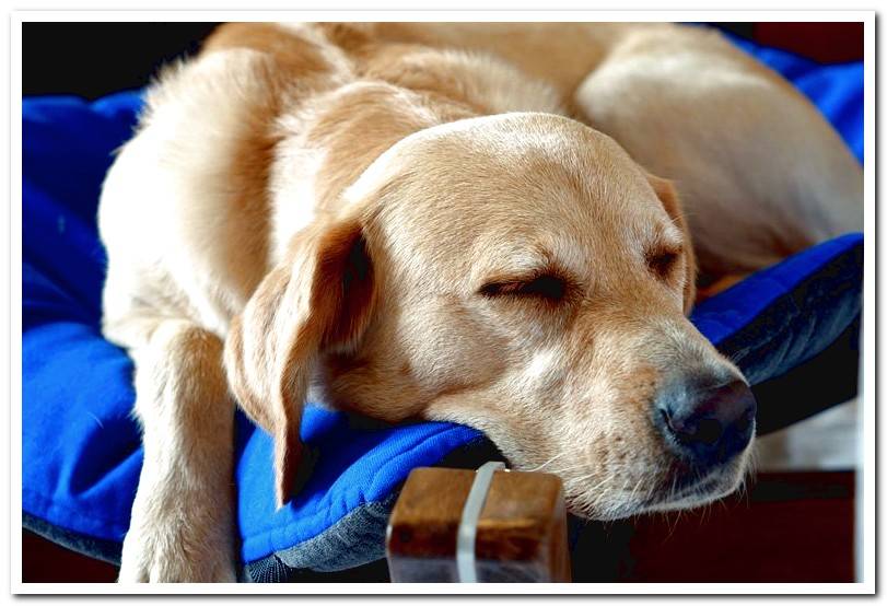 dog-sleeping-on-raised-bed