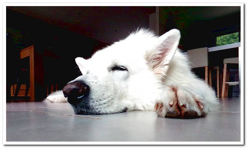 dog-sleeping-on-the-ground