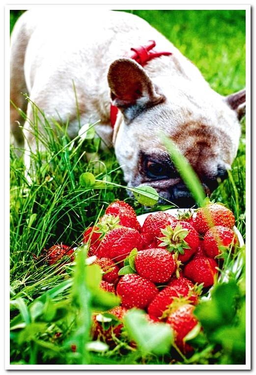dog smelling strawberries