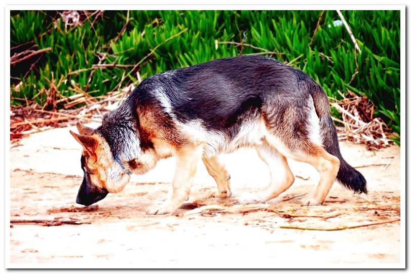 dog-sniffing-remains-of-another-dog