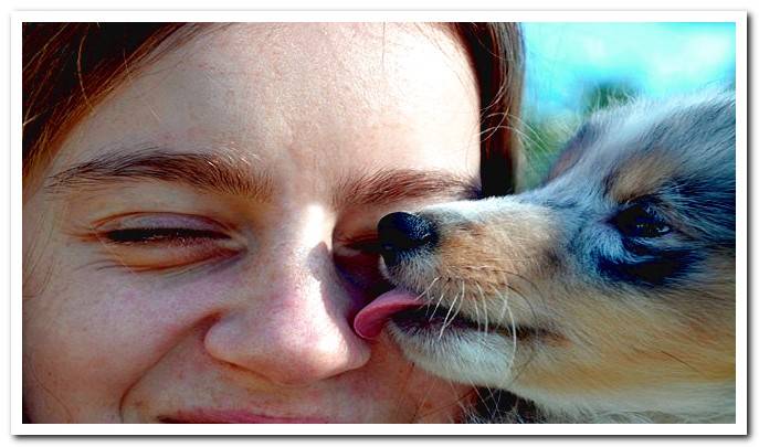 puppy socializing with human by licking