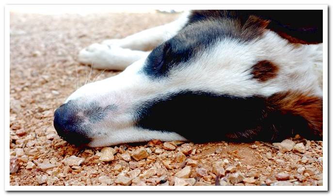 dog-suffering-a-heat-stroke