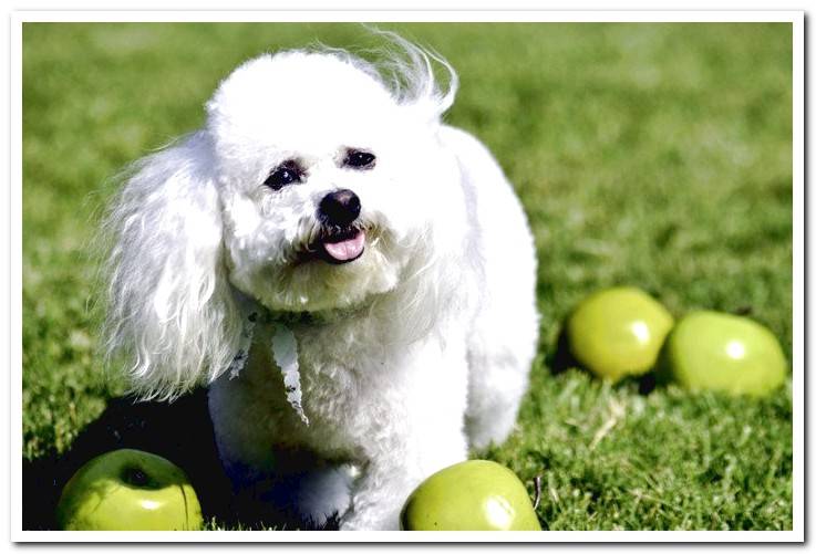 dog-surrounded-by-green-apples