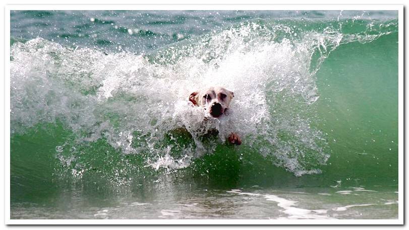 dog-swimming-on-the-beach