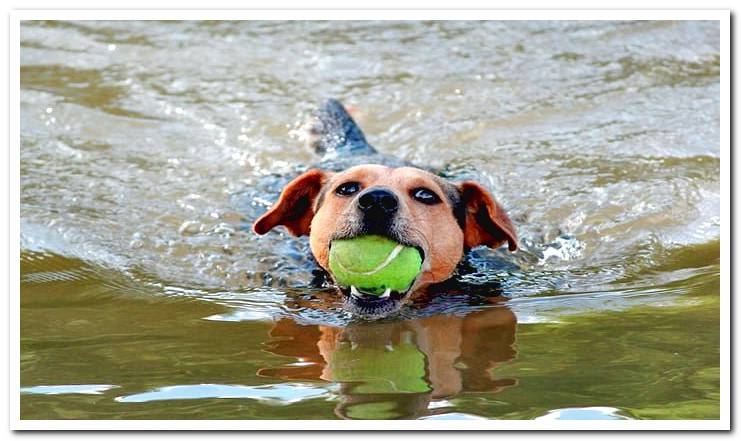 Dog swimming