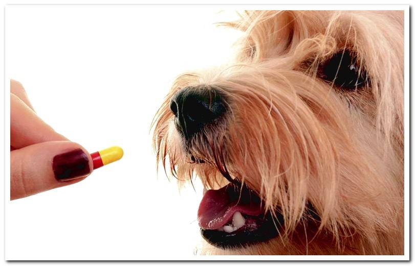 dog-taking-pill