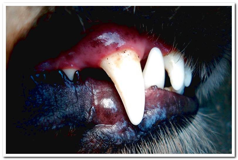 Main dental diseases in dogs