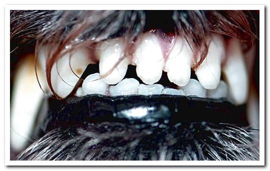 teeth of a dog