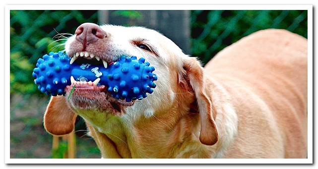 dog teether