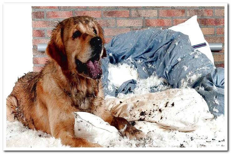 dog-that-has-broken-his-bed