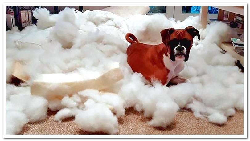 dog-that-has-trashed-his-bed