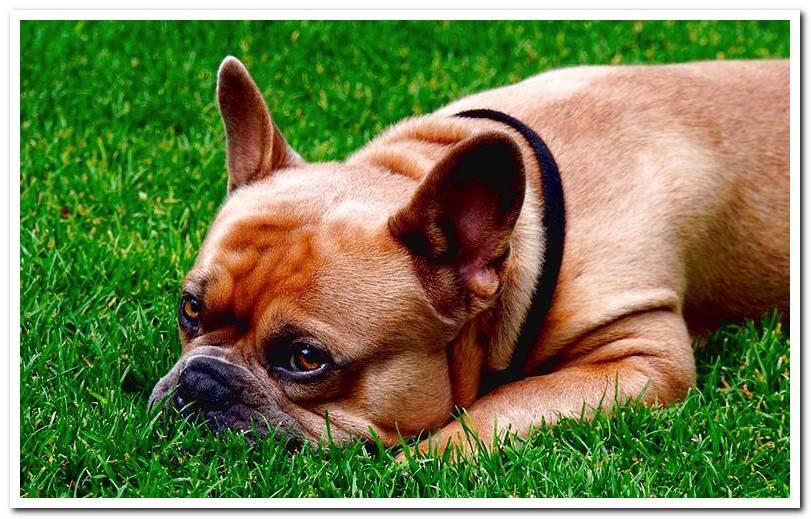 dog-that-has-eaten-grass