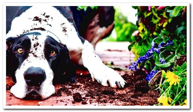 dog-that-has-eaten-the-pot-soil