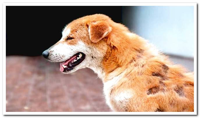 dog with ringworm