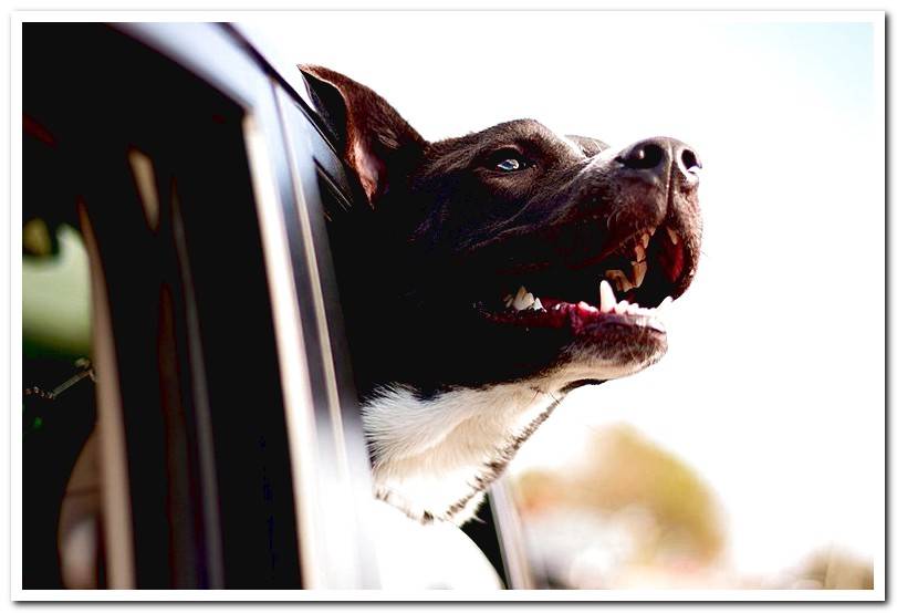 dog-traveling-in-car-with-head-out-of-the-window