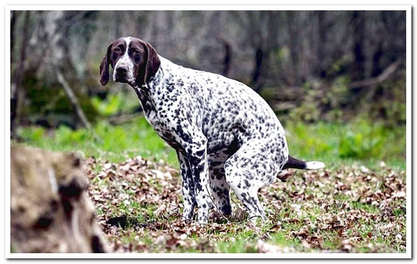 dog-trying-to defecate