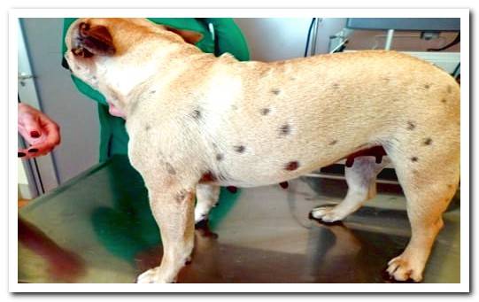 ringworm symptoms in dogs