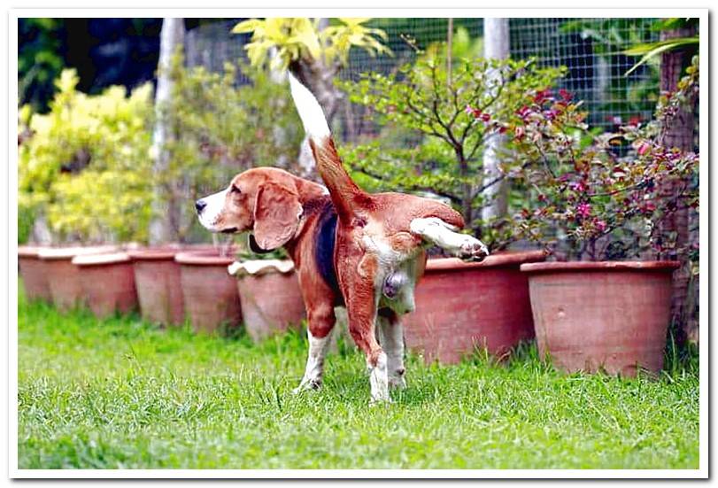 dog-urinating-in-the-yard