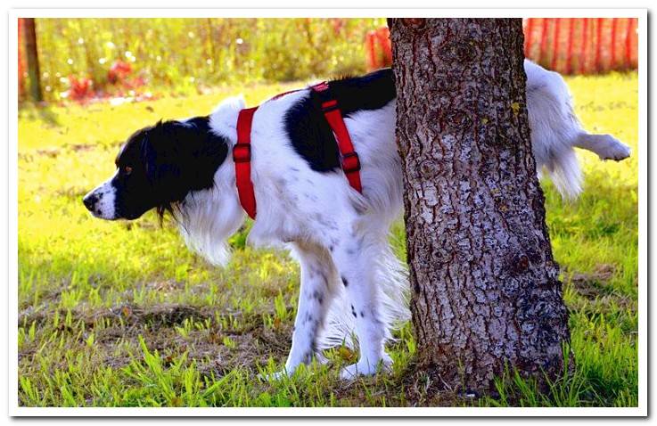dog-urinating-on-a-tree