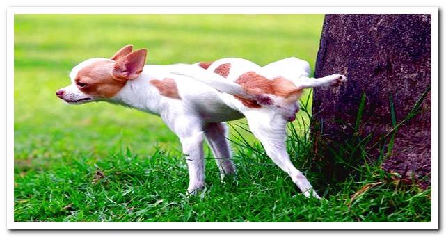 dog urinating on a tree