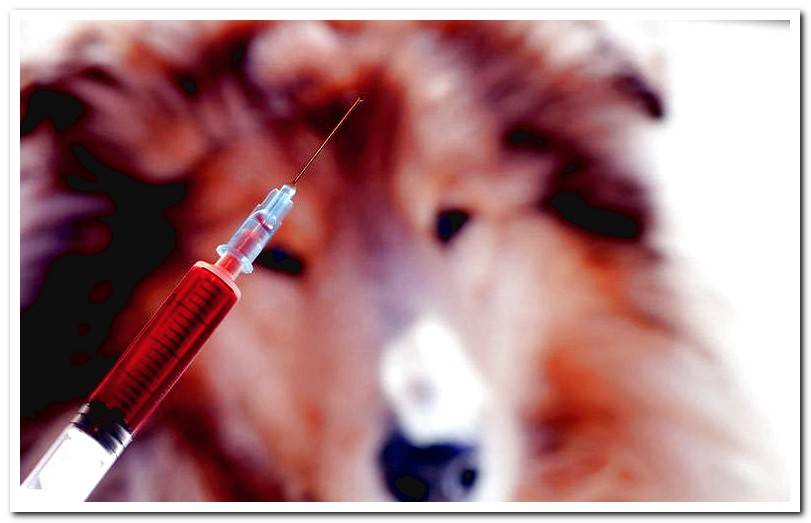 dog-vaccine