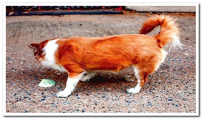 dog vomiting yellow