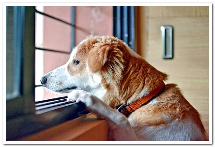 dog-waiting-at-home