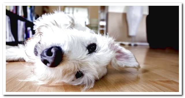 dog alone at home waiting lying down for its owner