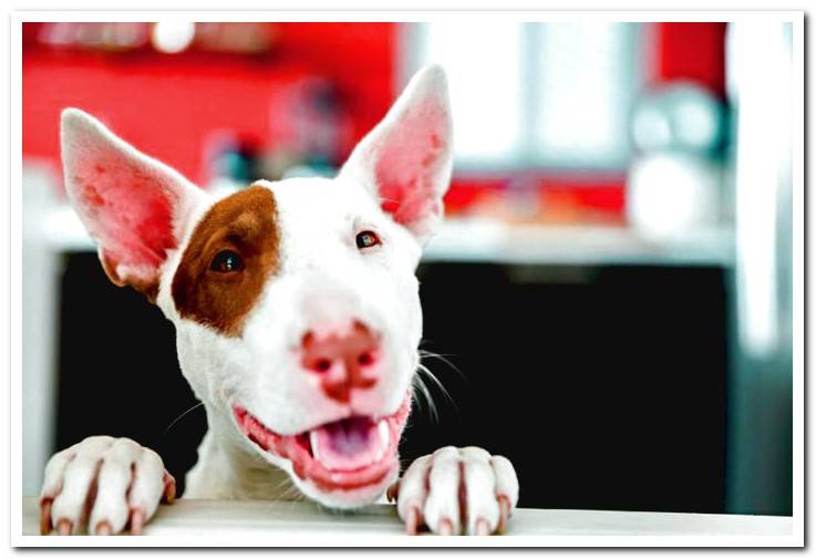 dog-waiting-to-be-dewormed