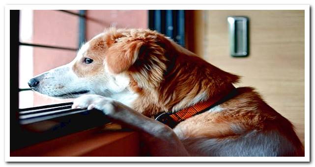 Dog waiting for its owner while looking out the window