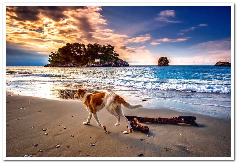 dog-walking-along-the-shore-of-the-beach