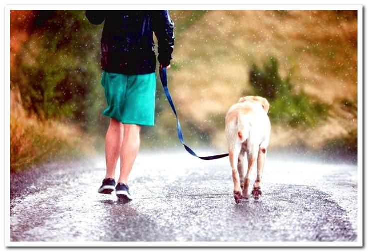 dog-walking-under-the-rain
