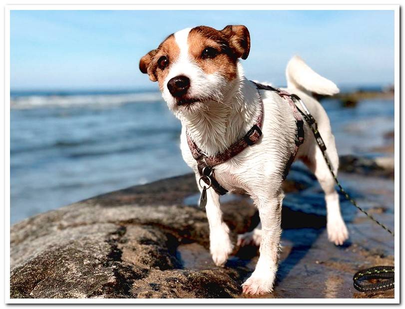 What to do if my dog ​​is stung by a jellyfish?