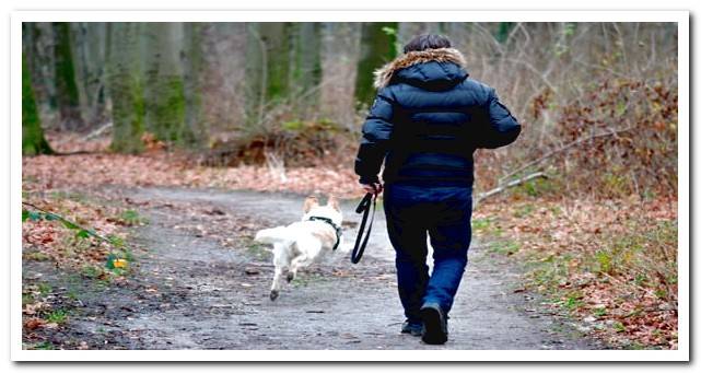 Dog walking with its owner through the forest