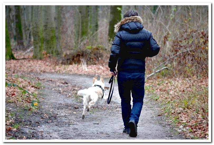 dog-walking-with-its-owner