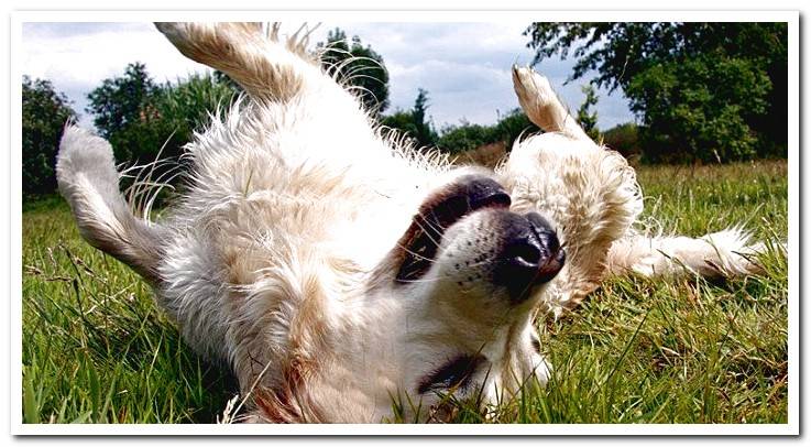 dog-rolls-on-the-grass