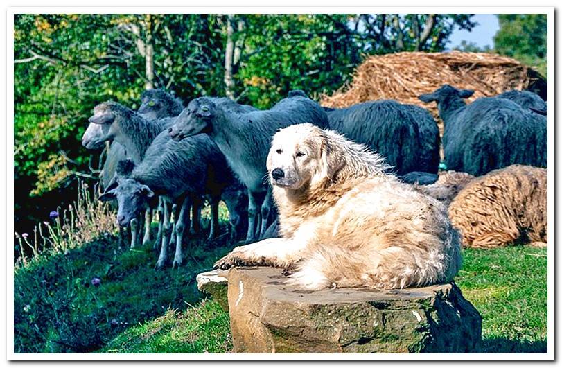 dog-watching-the-cattle