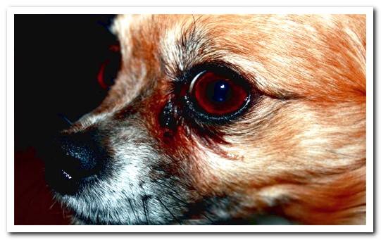 Canine Glaucoma Symptoms and Treatment