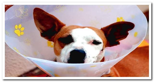 dog with Elizabethan collar